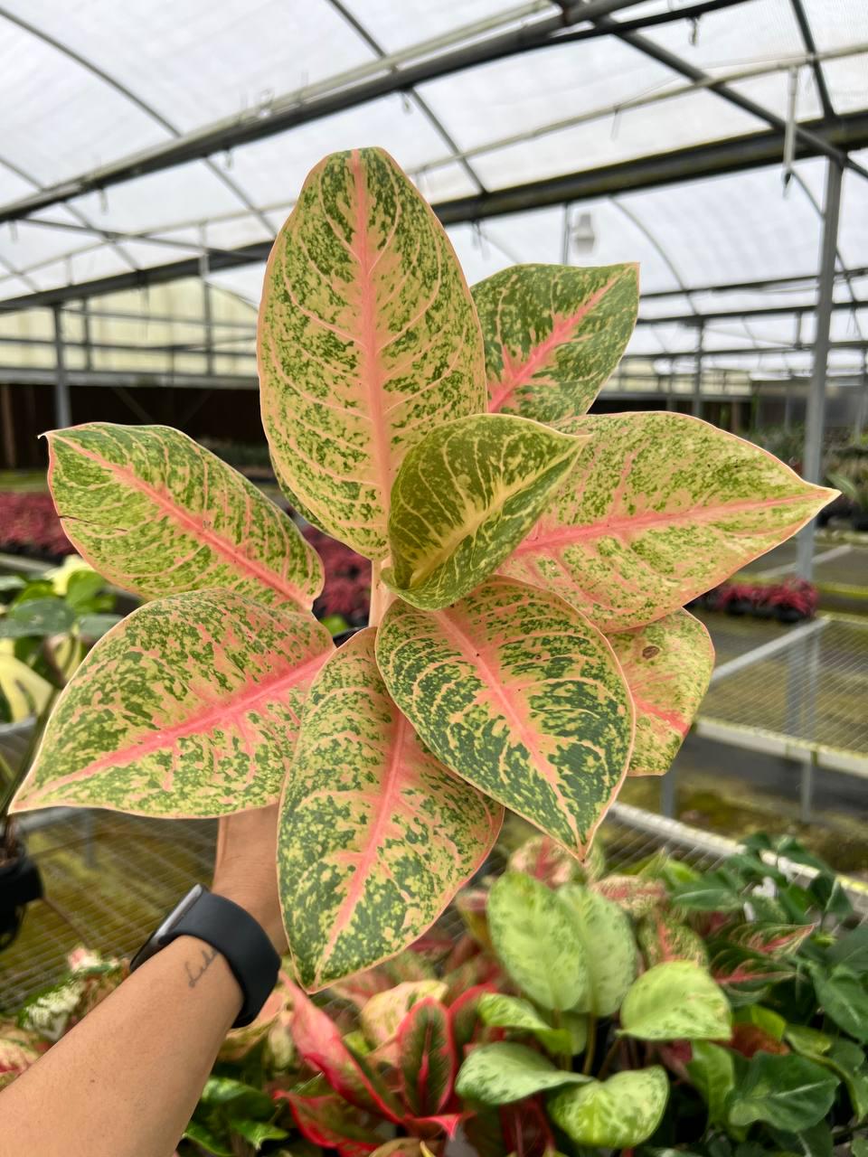 その他観葉植物 Aglaonema Harley Quinn Aglaonema Harley Queen Pot 4”. Regal Hues, Effortlessly Chic