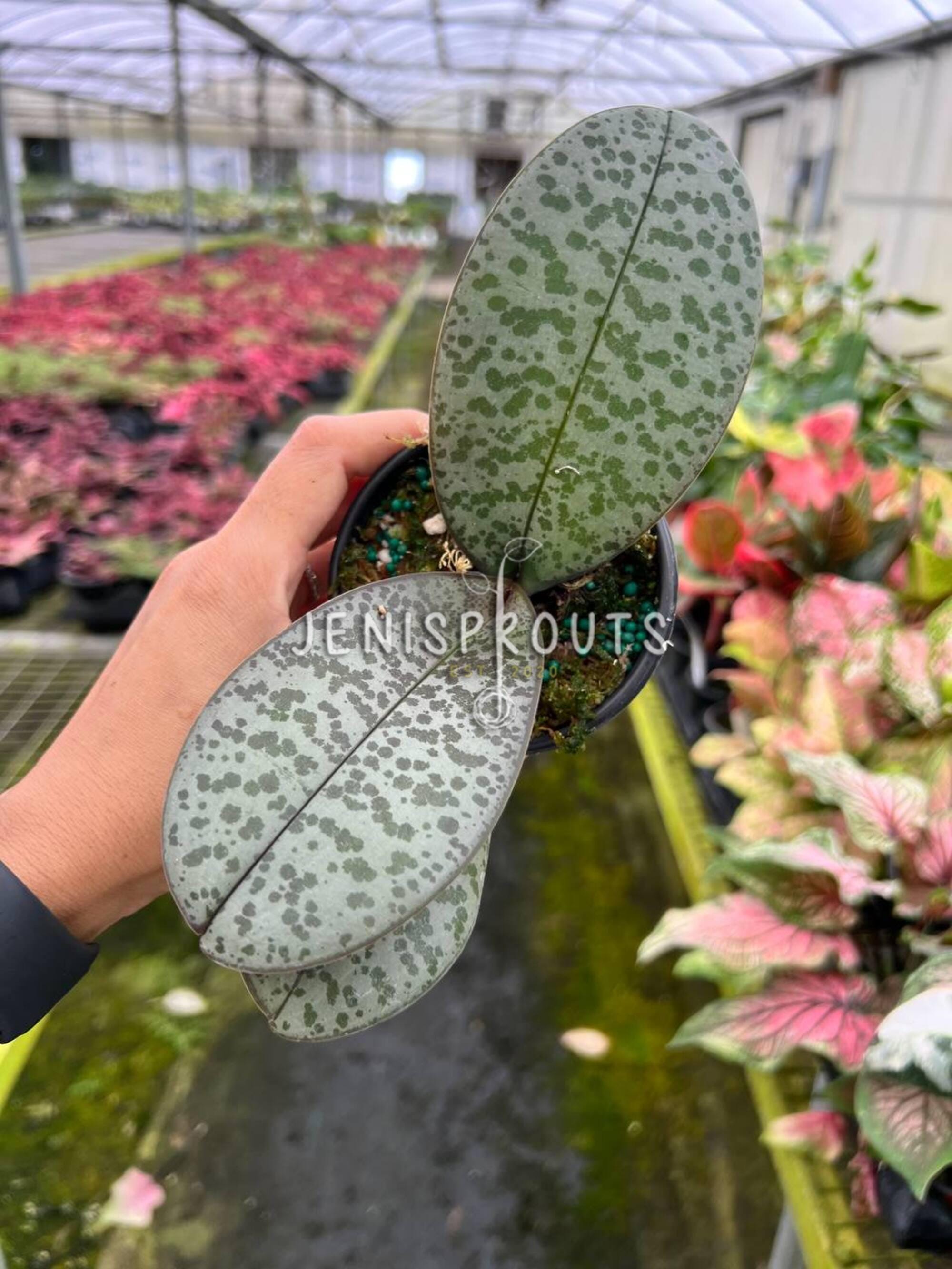Phalaenopsis Schilleriana – Mini Silver-Leaf Orchid – Rare Indoor Flowering Plant – 3” Pot
