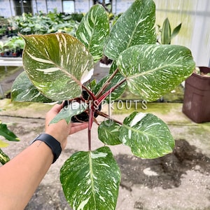 Philodendron White Knight Marble Pot 4”. Galactic-inspired variegation, a cosmic addition - Indoor Plants -  Houseplant - Tropical Foliage