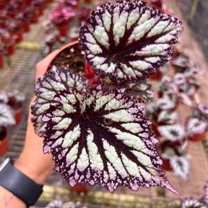 May include: Close-up of a Begonia plant with large, textured leaves. The leaves have a dark burgundy base with white and light green patterns. The edges of the leaves are slightly ruffled and have a pinkish hue. The plant is in a small brown pot.
