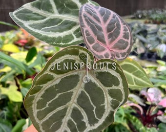 Anthurium Red Crystallinum X SKG Silver – Hybrid Velvet Leaf Aroid