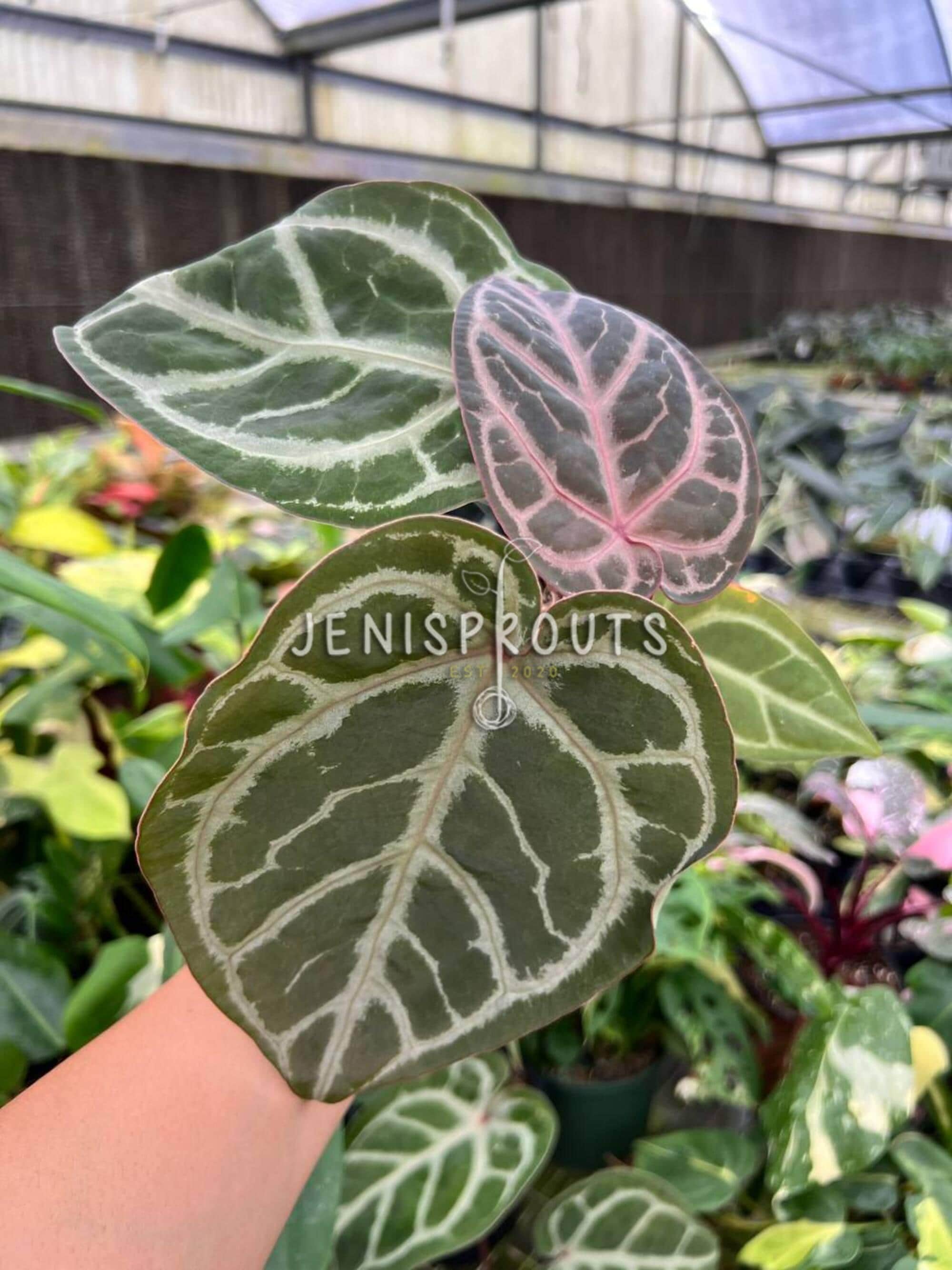 m*w様 Anthurium Crystallinum × SKG Silver Anthurium Red Crystallinum X SKG Silver – Hybrid Velvet Leaf Aroid