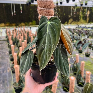 Philodendron Melanochrysum with Pole Pot 6” Indoor Plants -  Houseplant - Tropical Foliage