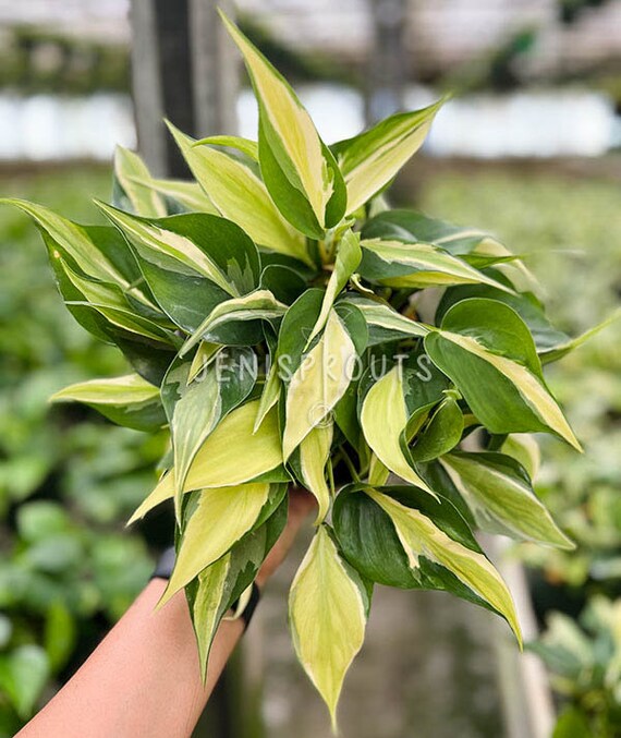 photinia pink marble Pink Marble Pleached Tree [Photinia × fraseri 'Cassini'] for Privacy S |  Pleached Trees for Sale in the UK | Just Pleachy® | Pleached Trees for Sale  in the UK main image 1