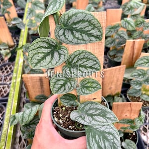 May include: A silver and green variegated plant with heart-shaped leaves in a small green pot. The plant is growing up a wooden stake with the text "JENISPROUTS" printed on it.