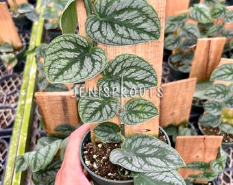 Monstera Dubia Pot 4”. Unique, vine-like growth with small leaves - Indoor Plants -  Houseplant - Tropical Foliage