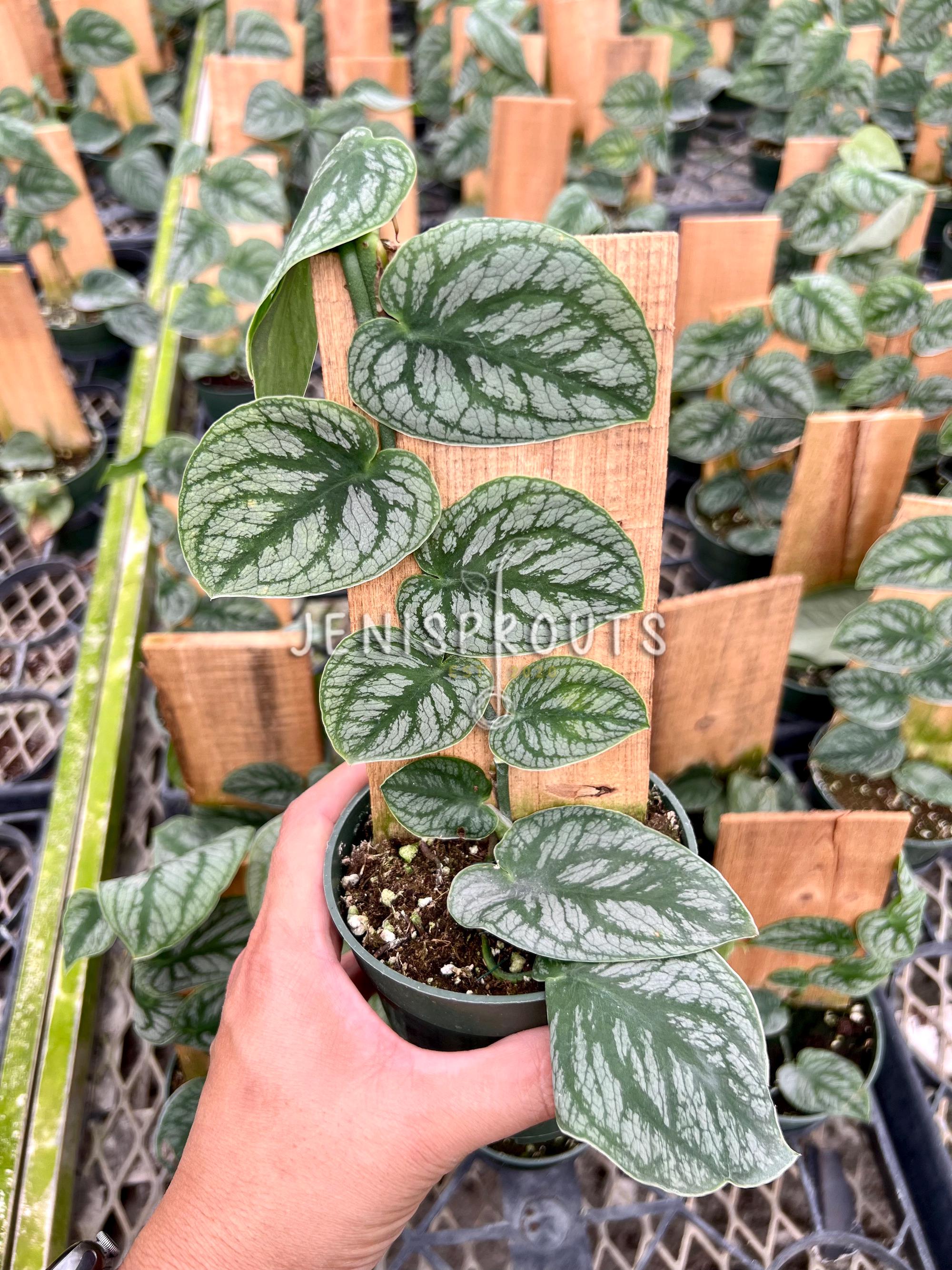 Monstera Dubia (Shingle Plant) - Rare, Tropical Houseplants For Sale 4" Pot / Nursery Pot by Succulents Box