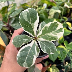 May include: A small potted plant with variegated leaves. The leaves are green with white variegation and have a pointed oval shape. The plant is in a black plastic pot.