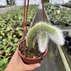 May include: A hanging potted cactus with a curved, segmented stem and white, fuzzy tips. The cactus is in a brown plastic pot suspended by a brown hanger. The background shows a greenhouse setting with other plants.