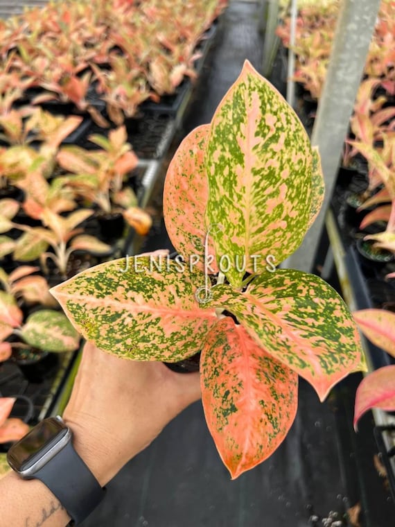 Aglaonema Orange Stardust Plant: Colorful Indoor Foliage, 4