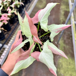 Syngonium Pink Salmon Pot 4” Indoor Plants -  Houseplant - Tropical Foliage