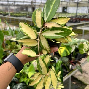 Hoya Acuta Variegated Pot 4”. Shiny variegated trails - Houseplant - Tropical Foliage - Decoration - Plant lover