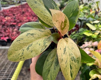Variegated Philodendron Congo Marble: 4" Potted Tropical Houseplant