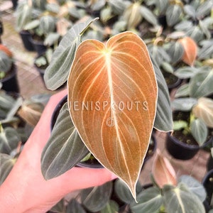 Philodendron Melanochrysum 4” | Velvety texture, climbing habit, dramatic foliage | Indoor plants | Houseplants | Tropical Foliage