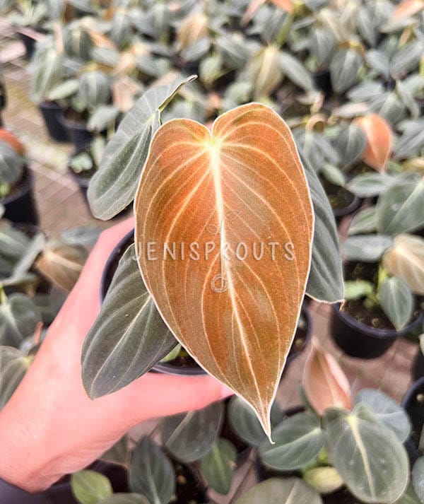 Philodendron Melanochrysum 4” | Velvety texture, climbing habit, dramatic foliage | Indoor plants | Houseplants | Tropical Foliage