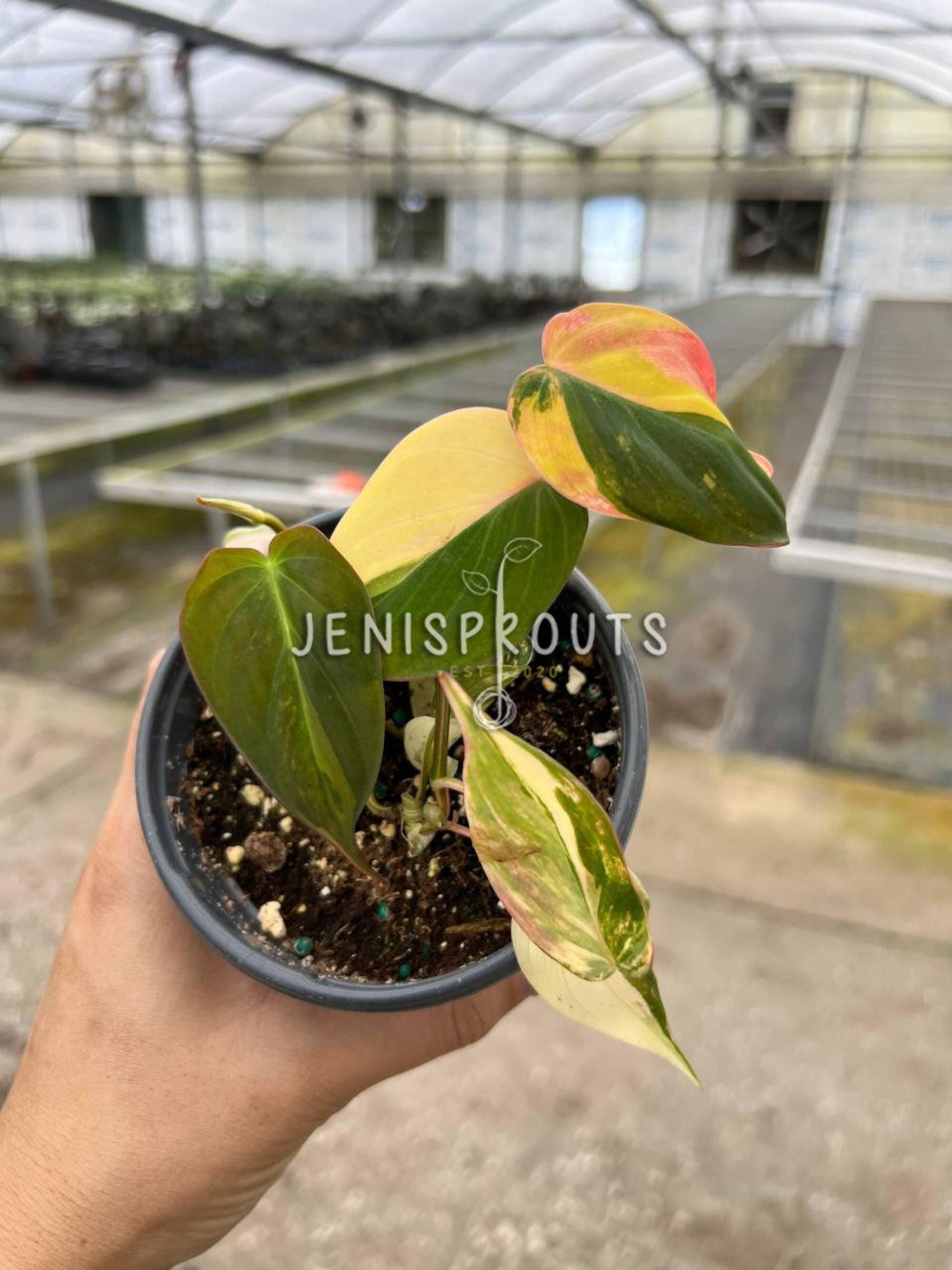 Philodendron Mican Variegated - A