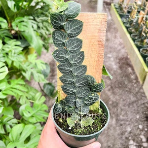 May include: A potted plant with dark green leaves and a wooden support. The plant has a trailing vine-like growth pattern. The pot is dark green and filled with soil. The background includes other plants and a greenhouse setting.