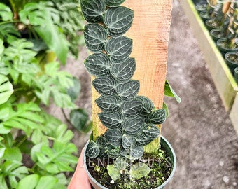 Rhaphidophora 'Cryptantha' Pot 4”. Unique, textured leaves with a deep green hue - Indoor Plants -  Houseplant - Tropical Foliage