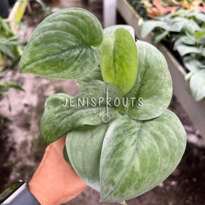 May include: A close-up of a silver-leaved plant with large, heart-shaped leaves. The plant is being held by a hand, and the background is blurred.