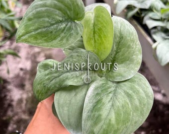 Scindapsus Silver Hero Pot 4”. A shimmering touch of silver - Indoor Plants -  Houseplant - Tropical Foliage
