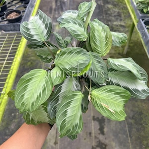 Maranta Silver Band Plant 4&quot;: Elegant Tropical Houseplant, Pet Friendly