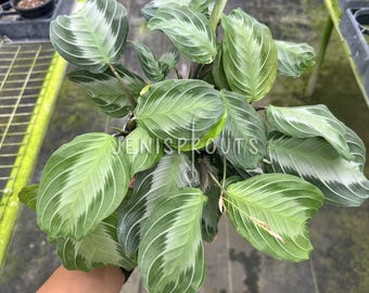 Maranta Silver Band Pot 4”. Striking silver bands on dark green leaves - Indoor Plants -  Houseplant - Tropical Foliage - Pet Friendly Plant