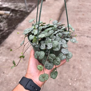 May include: A hanging planter with a green and silver variegated plant with heart-shaped leaves. The plant is hanging from a green metal hanger.