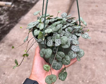 String of Hearts (Ceropegia Woodii) Pot 5” Indoor Plants -  Houseplant - Tropical Foliage
