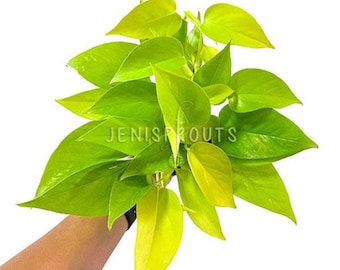 Neon Pothos Plant 4": Vibrant Green Indoor Houseplant