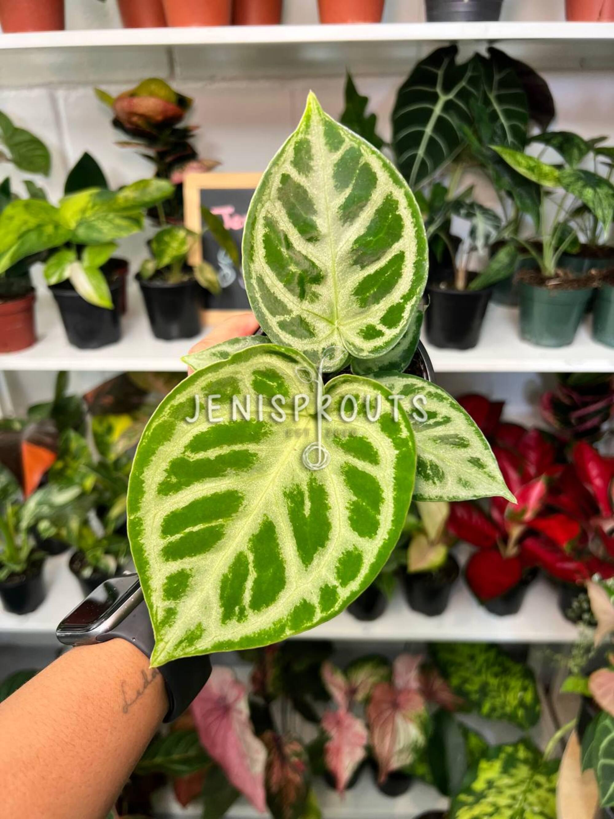 Anthurium Dorayaki Silver – Rare Velvet Leaf Aroid – 4” Pot - Etsy