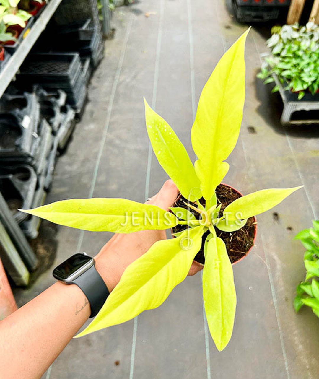 Philodendron Golden Crocodile: Tropical Houseplant in 4