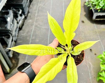 May include: A small potted plant with bright yellow leaves. The plant is being held by a hand with a silver watch.