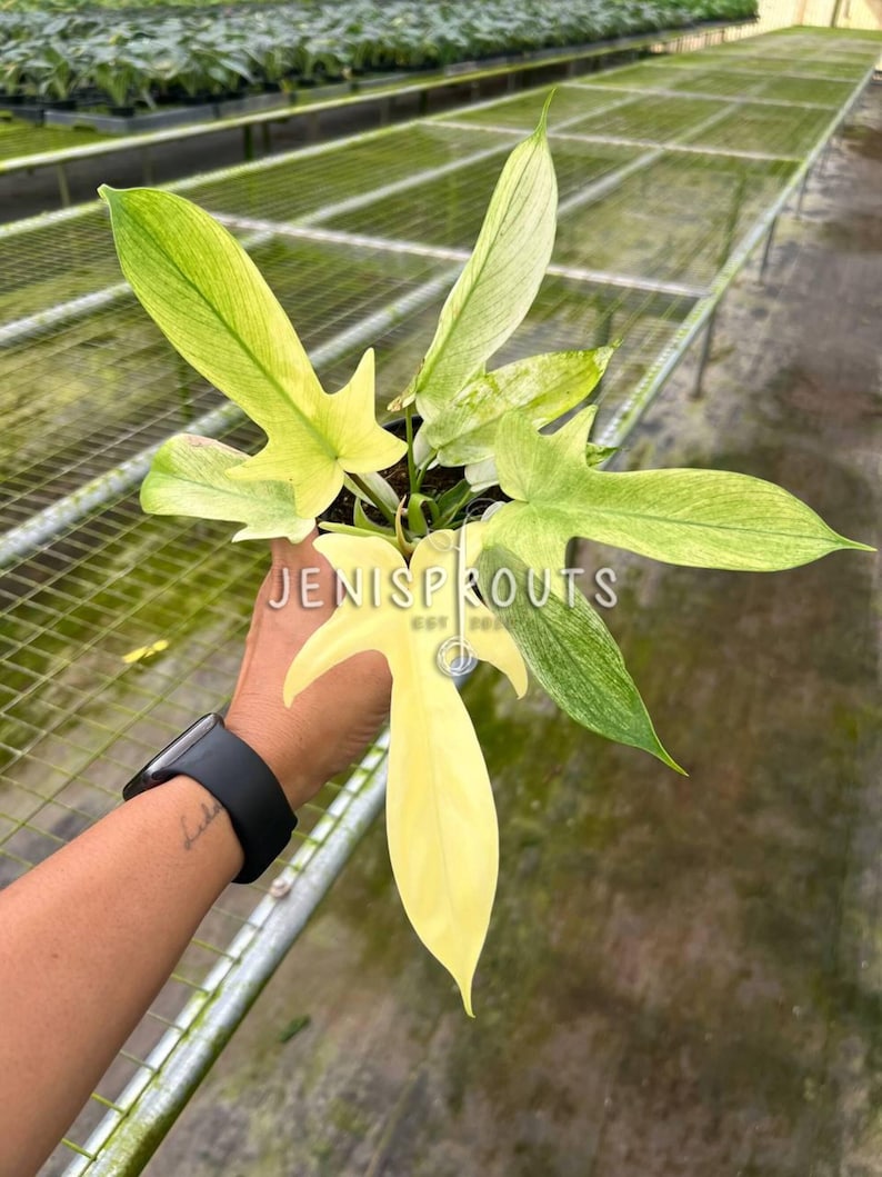 Jenisprouts Philodendron Florida Ghost - Thumbnail 2