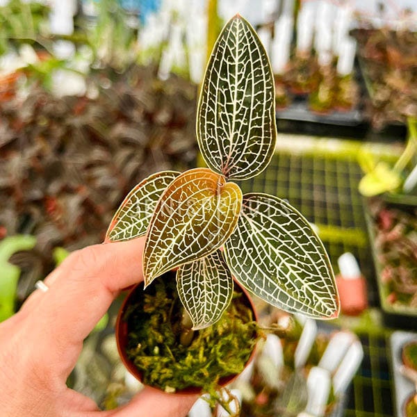 Jewel Orchid Ludochilus Poly Pot 2” - Houseplant - Tropical Foliage