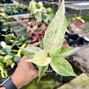 Anthurium Hookeri Variegated Pot 4”. Stunning, heart-shaped leaves with prominent veins - Indoor Plants -  Houseplant - Tropical Foliage