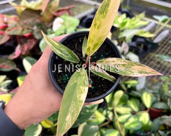 Philodendron Caramel Marble Pot 4”. Caramel swirls, a rare beauty - Indoor Plants - Houseplant - Tropical Foliage