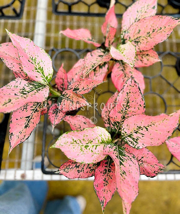 Aglaonema New Pink Pot 4” - Houseplant - Etsy