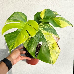Monstera Aurea Pot 6” Indoor Plants -  Houseplant - Tropical Foliage