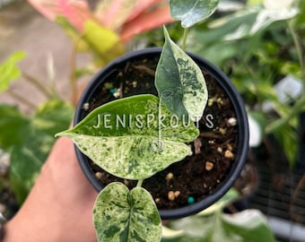 Alocasia Dragon Scale Mint Variegated - 4