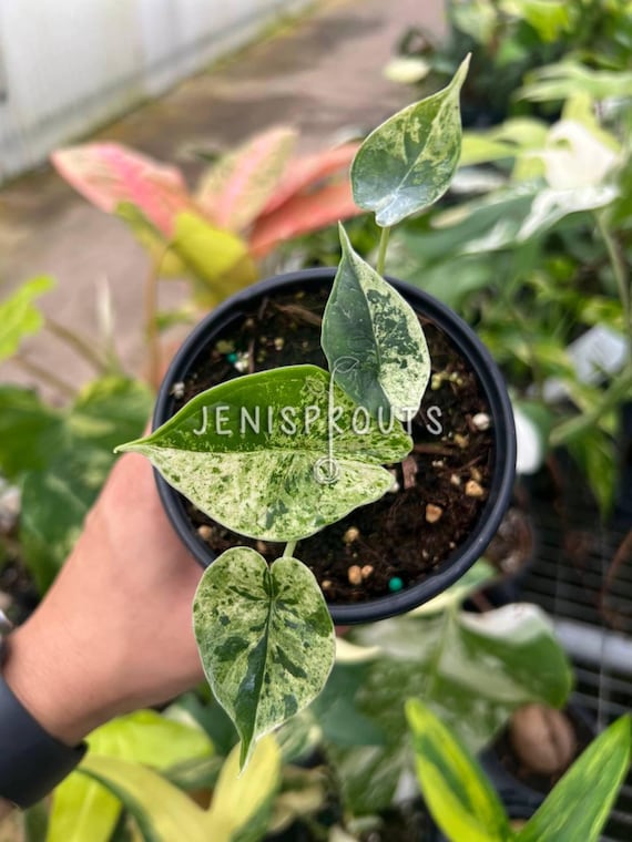 Alocasia Dragon Scale Mint Variegated - 4