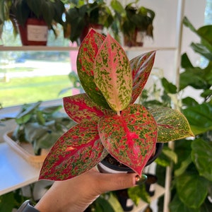 May include: A close-up of an Aglaonema plant with vibrant red, green, and pink speckled leaves. The plant is in a black pot, held by a person. Other potted plants are visible in the background, suggesting a plant shop or home decor setting.