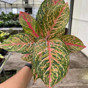 Aglaonema Miss Thailand – 4” Pot – Pink Variegated Indoor Plant – Low Light Easy Care Houseplant