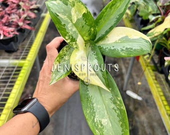 Aglaonema Manila Pride Variegated - Etsy
