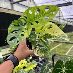 May include: A Monstera adansonii variegated plant with heart-shaped leaves featuring natural perforations and a mix of green and creamy yellow variegation. The plant is in a small black pot with the text JENISPROUTS printed on the foliage.