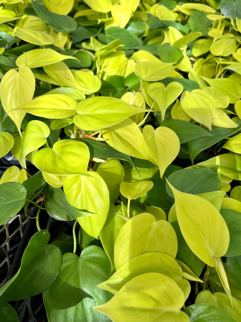 Jenisprouts Philodendron Cordatum - Thumbnail 2