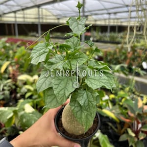 Gerrardanthus Macrorhizus 'Big Foot' - Quirky Caudex Houseplant (4" Pot)