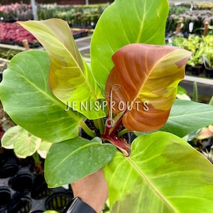 May include: A vibrant green and yellow houseplant with large, variegated leaves. The leaves have a reddish-brown hue on the underside. The plant is being held by a hand with a black watch.