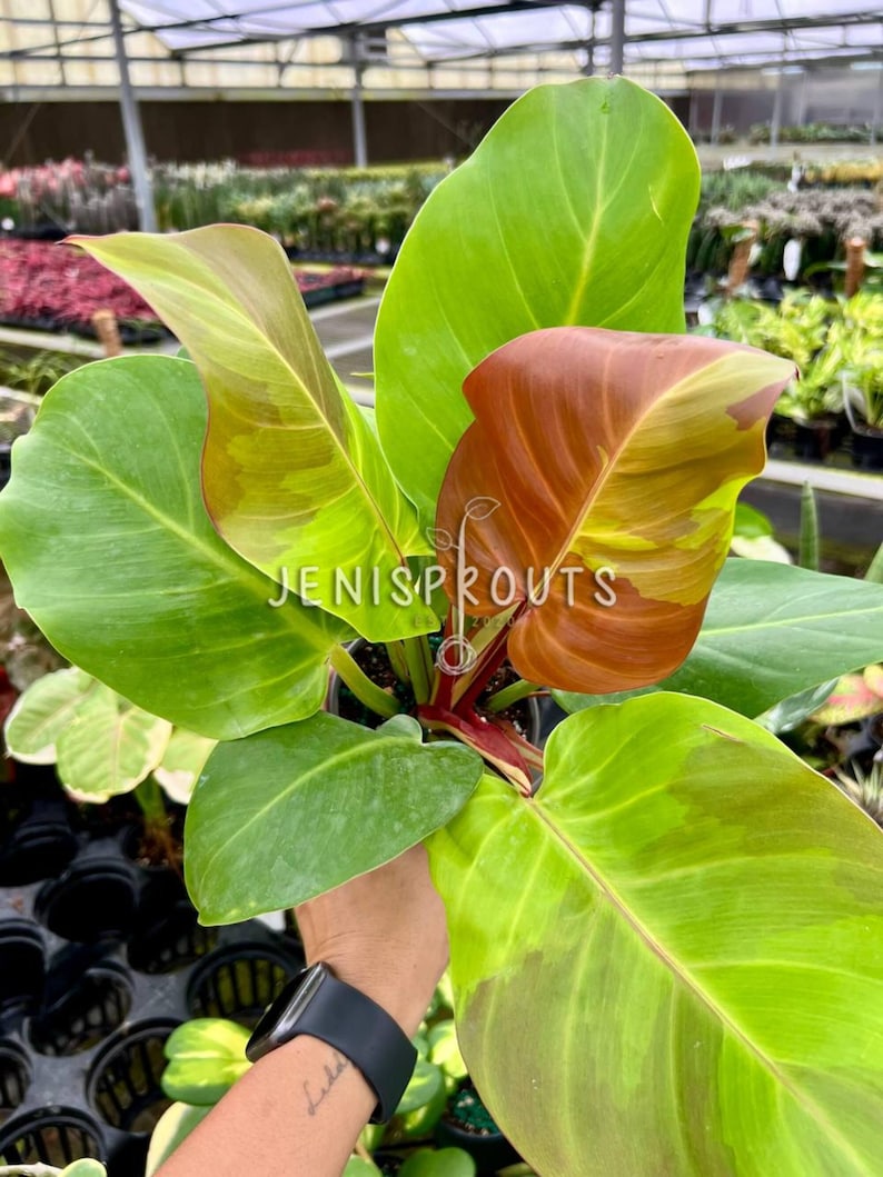 May include: A vibrant green and yellow houseplant with large, variegated leaves. The leaves have a reddish-brown hue on the underside. The plant is being held by a hand with a black watch.