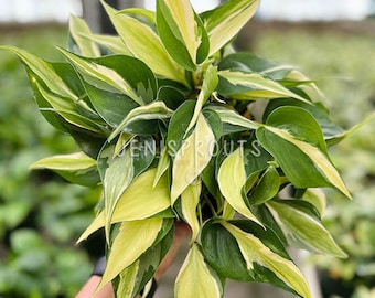 Philodendron Silver Stripe Pot 6” Indoor Plants -  Houseplant - Tropical Foliage