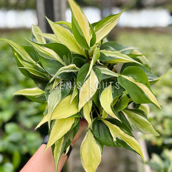 Philodendron Silver Stripe Pot 6” Indoor Plants -  Houseplant - Tropical Foliage